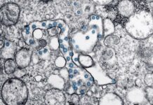 Imagem microscópica do coronavírus